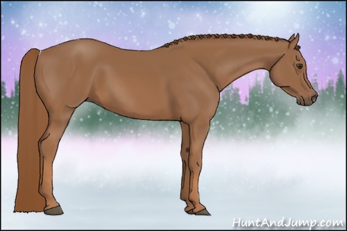 Horse Color: Chestnut 