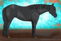 Horse Color:Black 