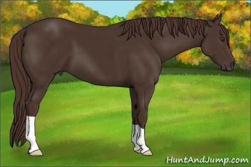 Horse Color: Liver Chestnut 