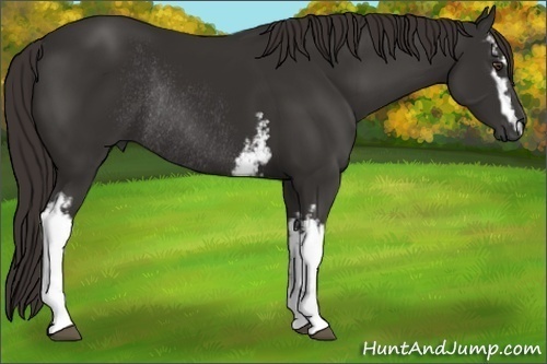Horse Color: White Spotted Liver Chestnut Rabicano 