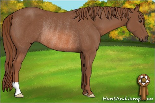 Horse Color: Liver Chestnut Rabicano 