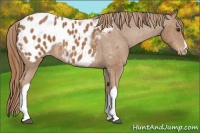 Horse Color:Chestnut Appaloosa 