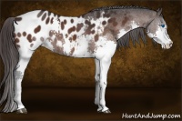 Horse Color:Brown Splash Near Leopard 