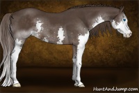 Horse Color:Liver Chestnut Splash 