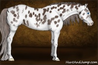 Horse Color:Liver Chestnut Splash Near Leopard 