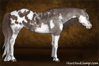 Horse Color:Liver Chestnut Splash Appaloosa 
