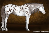 Horse Color:Liver Chestnut Splash Appaloosa 