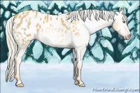 Horse Color:Gray Gold Cream Champagne Appaloosa 