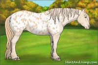 Horse Color:Gold Champagne Appaloosa