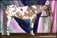 Horse Color:White Spotted Bay Appaloosa 