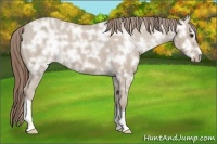 Horse Color:Classic Champagne Ice Sabino Tobiano Appaloosa 