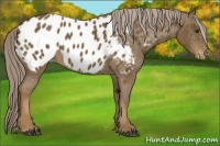 Horse Color:Chocolate Palomino Near Leopard 