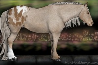 Horse Color:Chocolate Palomino Appaloosa 