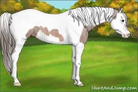 Horse Color:Bay Splash Tobiano Blanket  Brindle