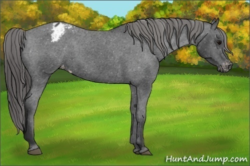 Horse Color: Unknown 