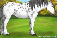 Horse Color:Black Ice Splash Near Leopard 