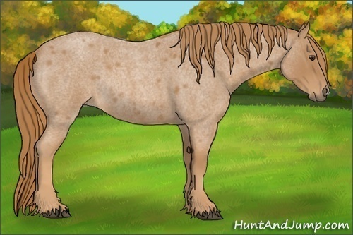 Horse Color: Red Roan Rabicano 
