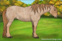 Horse Color:Red Roan Rabicano 