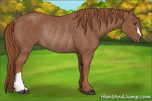 Horse Color: Chestnut Rabicano 