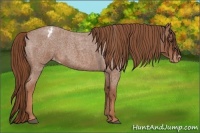 Horse Color:Red Roan Appaloosa 