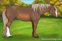 Horse Color:Liver Chestnut 