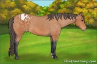 Horse Color:Bay Appaloosa 