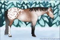 Horse Color:Gray Bay Appaloosa 