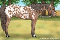Horse Color:Bay Appaloosa 