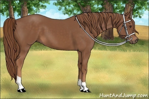 Horse Color: Chestnut 