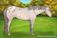 Horse Color:Amber Champagne Appaloosa 