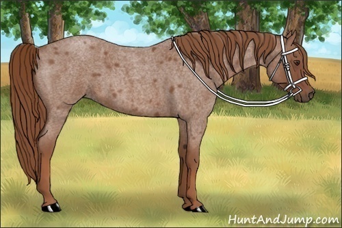 Horse Color: Red Roan 