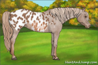 Horse Color:Red Roan Appaloosa