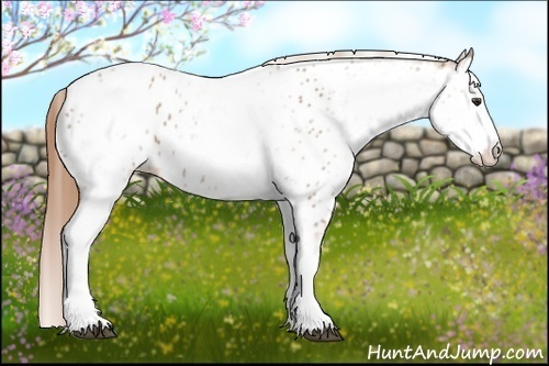 Horse Color: White Spotted Chestnut Near Leopard 