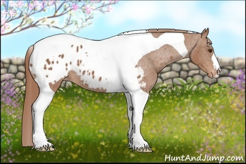 Horse Color: Chestnut Tobiano Blanket 