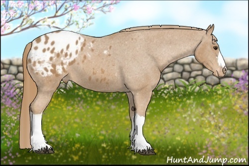 Horse Color: Chestnut Blanket 