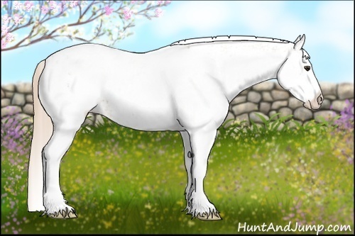 Horse Color: White Spotted Chestnut Blanket 