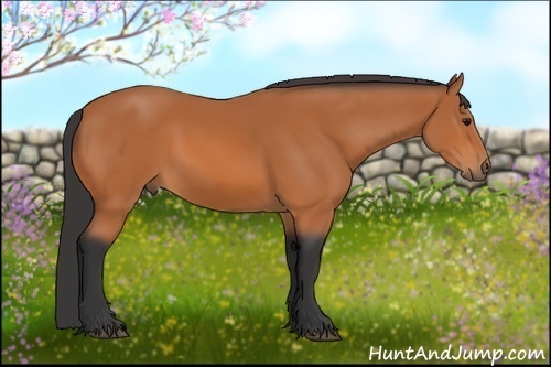 Horse Color: Bay 