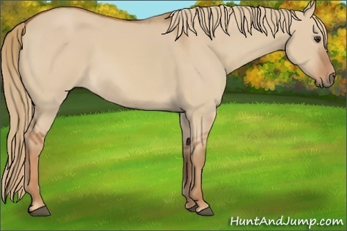 Horse Color: Unknown 