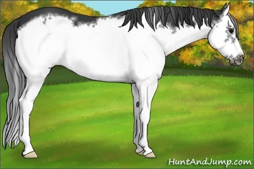 Horse Color:Black Splash Frame 