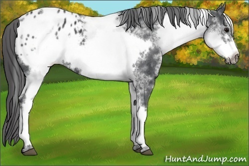 Horse Color:White Spotted Black Frame Blanket 