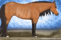 Horse Color:Buckskin Rabicano 