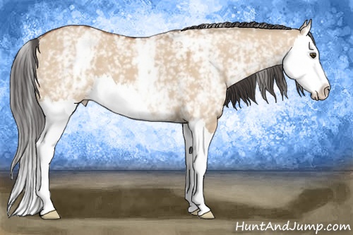 Horse Color: White Spotted Bay Dun Splash 