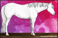 Horse Color:Gray Silver Amber Cream Champagne Roan Dun Splash Tobiano Frame Appaloosa Rabicano 