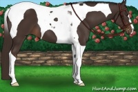 Horse Color:Liver Chestnut Tobiano 