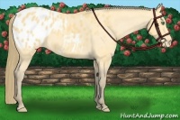 Horse Color:Amber Cream Champagne Appaloosa 