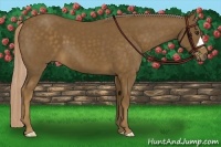 Horse Color:Chocolate Palomino 