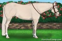 Horse Color:Cremello 
