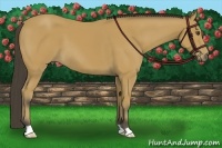 Horse Color:Buckskin 