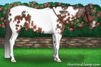 Horse Color:Bay Tobiano Appaloosa 
