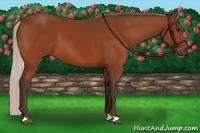 Horse Color:Silver Bay 